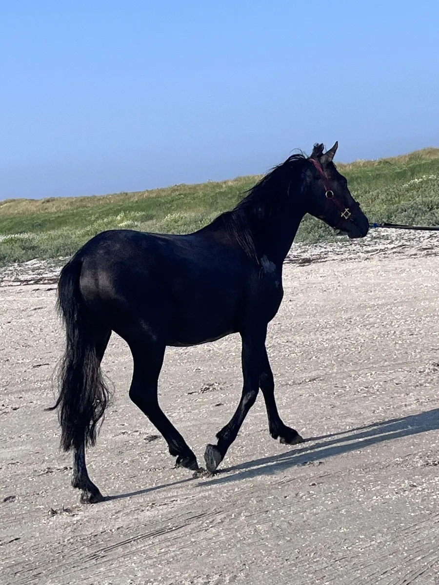 Connemara + cob - Image 2