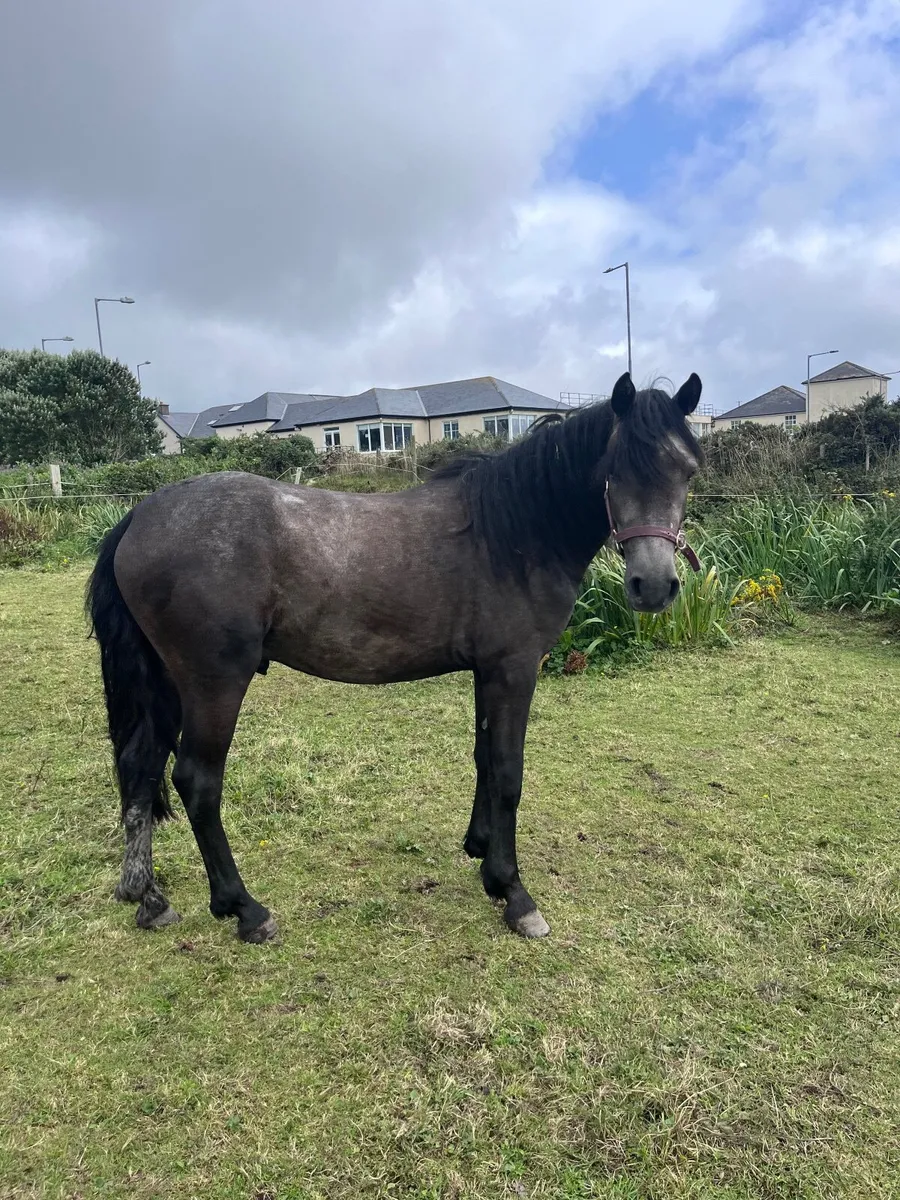 Connemara + cob - Image 3