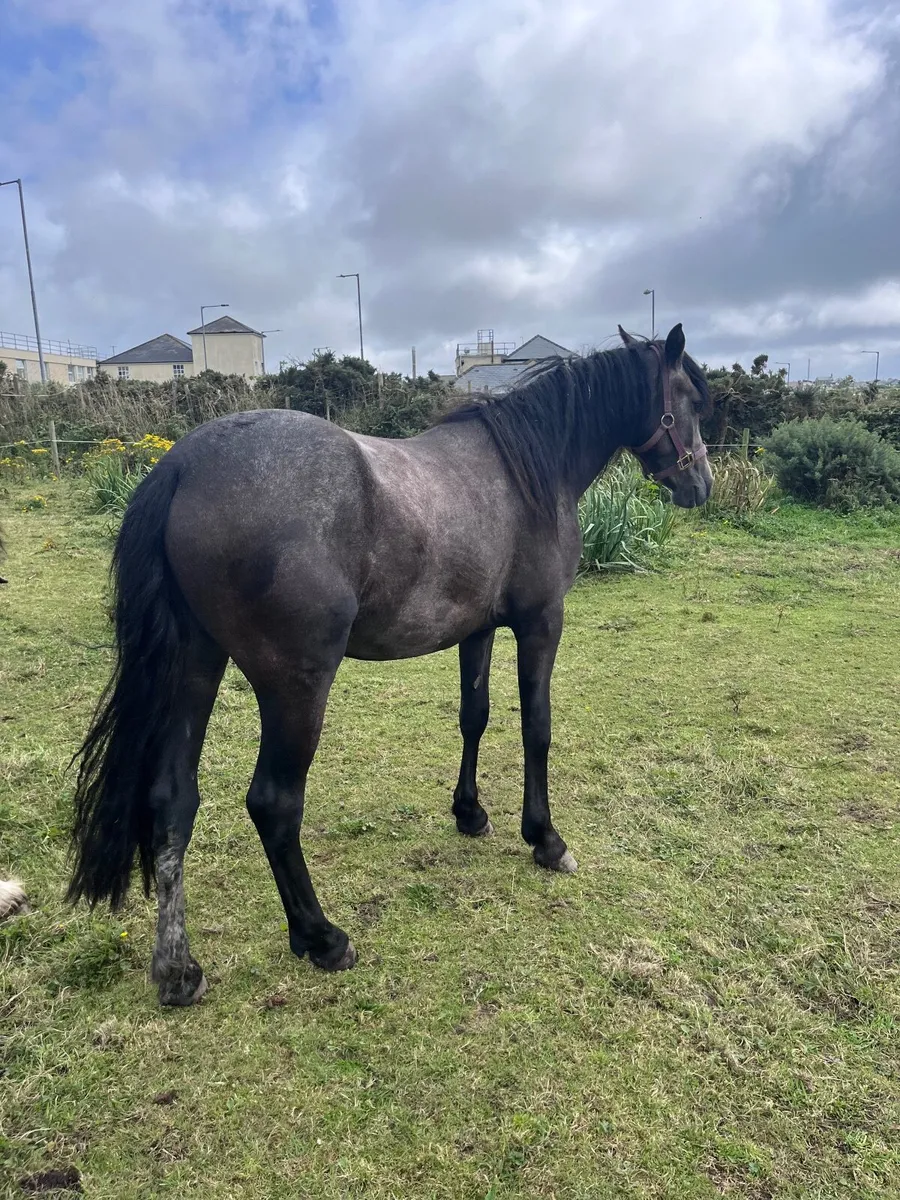 Connemara + cob - Image 4