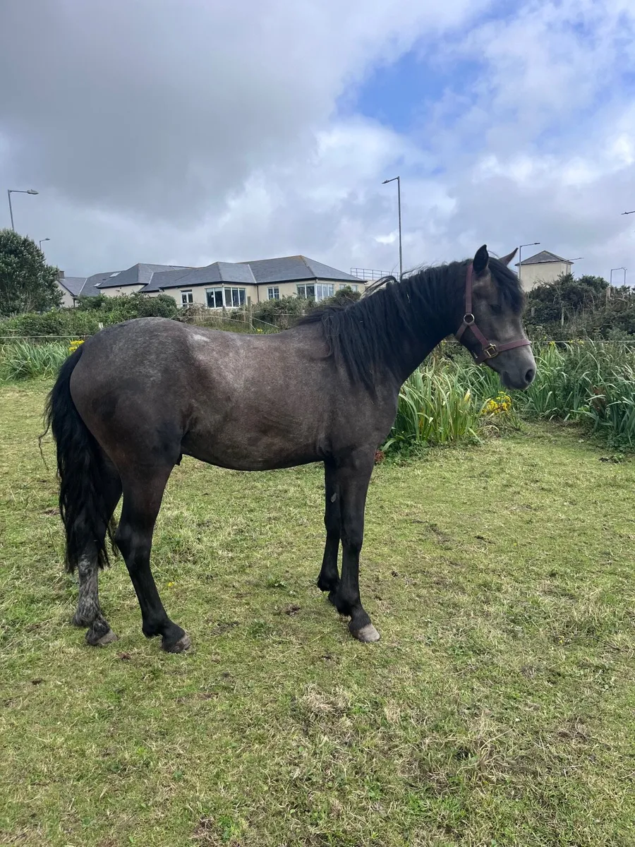 Connemara + cob - Image 1
