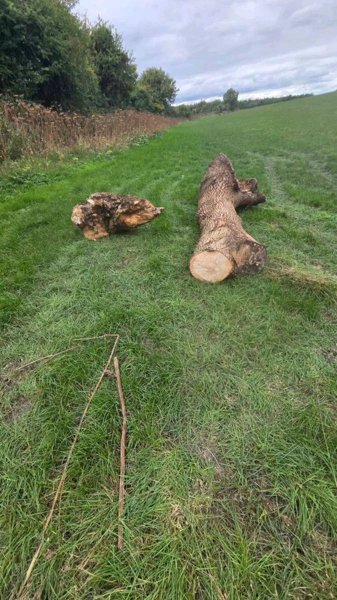 Hard wood timber - Image 2