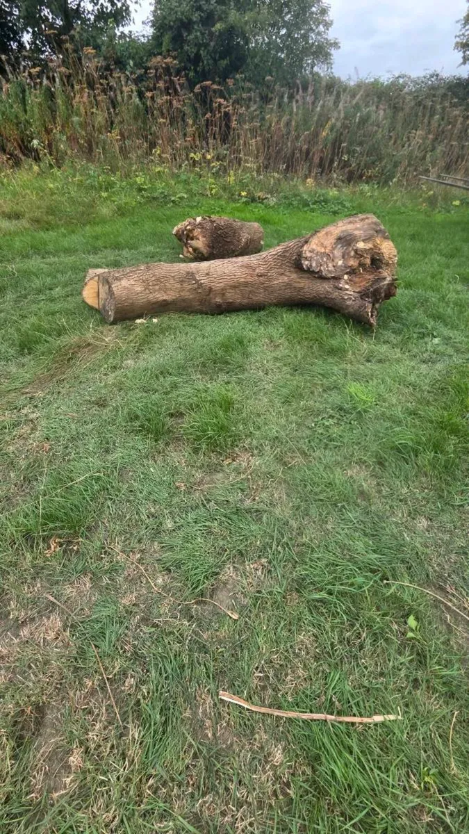 Hard wood timber - Image 1