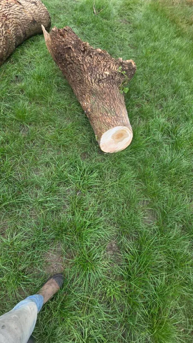 Hard wood timber - Image 3