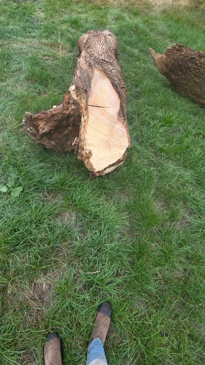 Hard wood timber - Image 4
