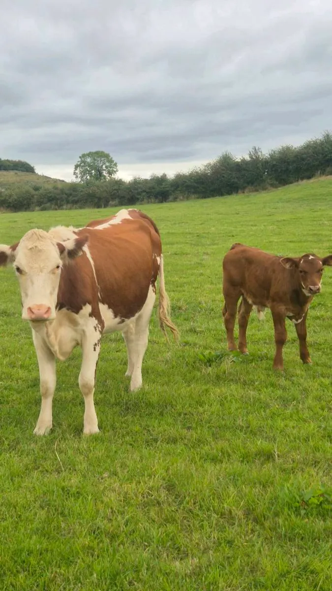 Suckler cow - Image 4