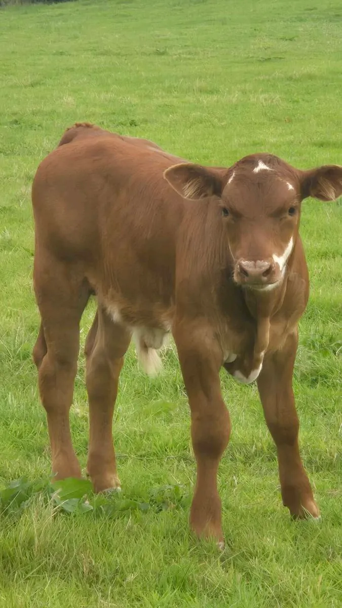 Suckler cow - Image 1