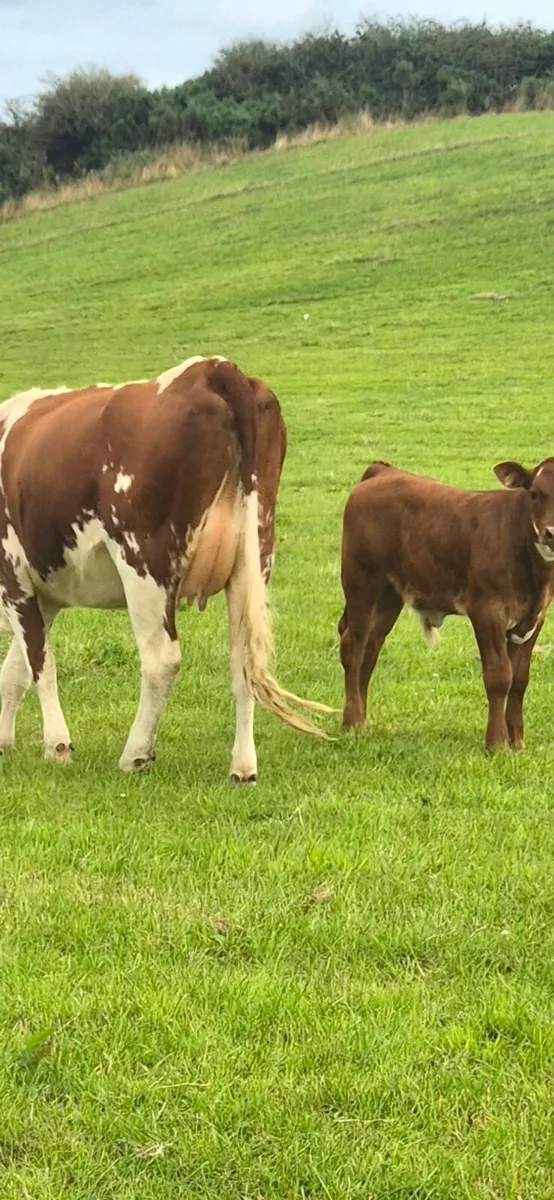Suckler cow - Image 2