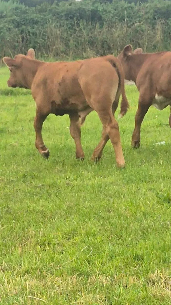 Suckler cow - Image 3