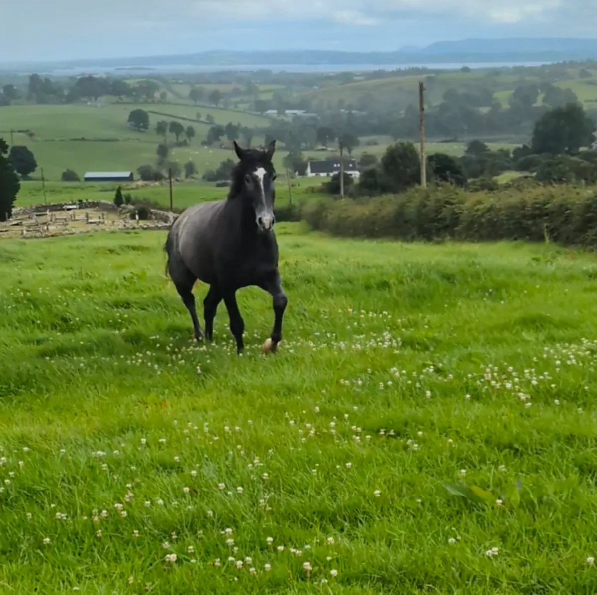 Irish sport horse