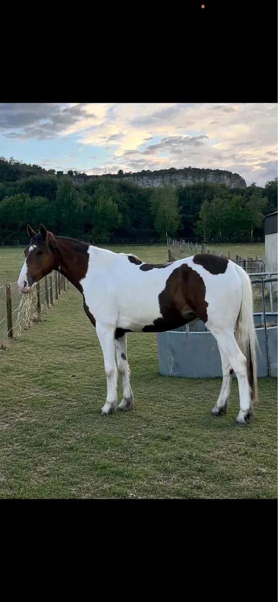 5 year old gelding - Image 1