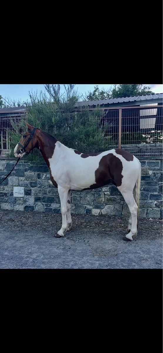 5 year old gelding - Image 3