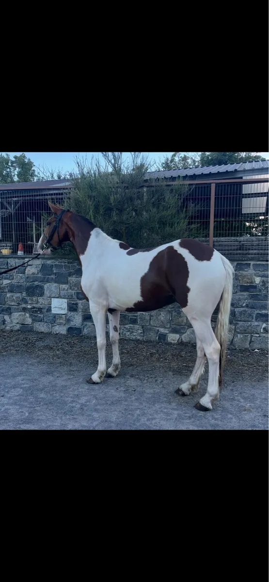 5 year old gelding - Image 2