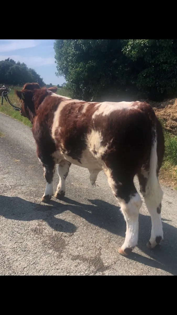 🔥Ai BB weanling bull for sale 🔥 - Image 4