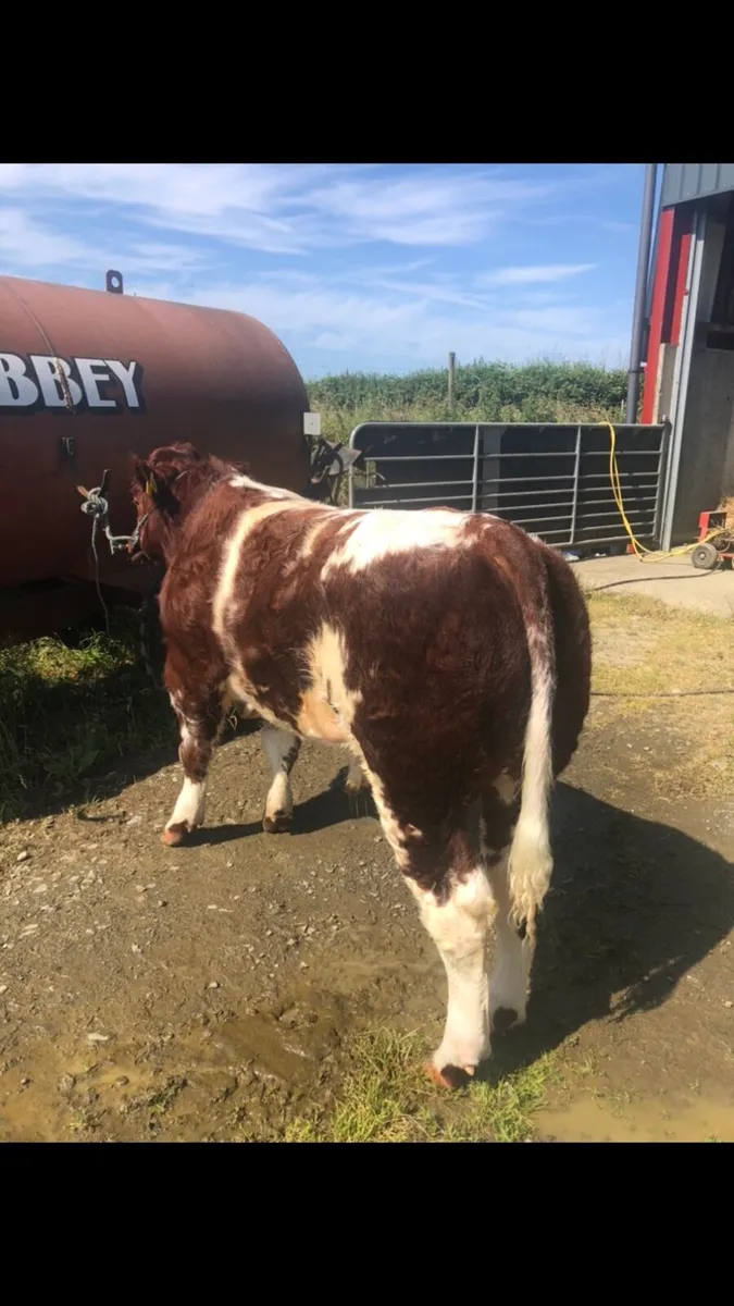 🔥Ai BB weanling bull for sale 🔥 - Image 1