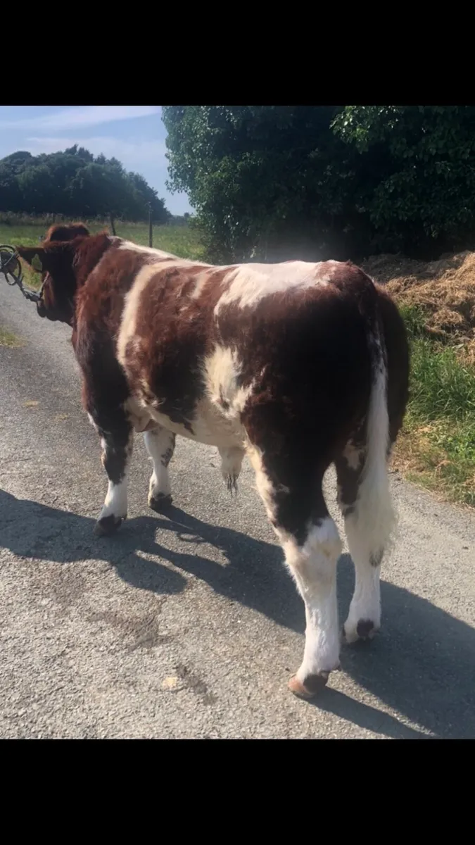 🔥Ai BB weanling bull for sale 🔥 - Image 2