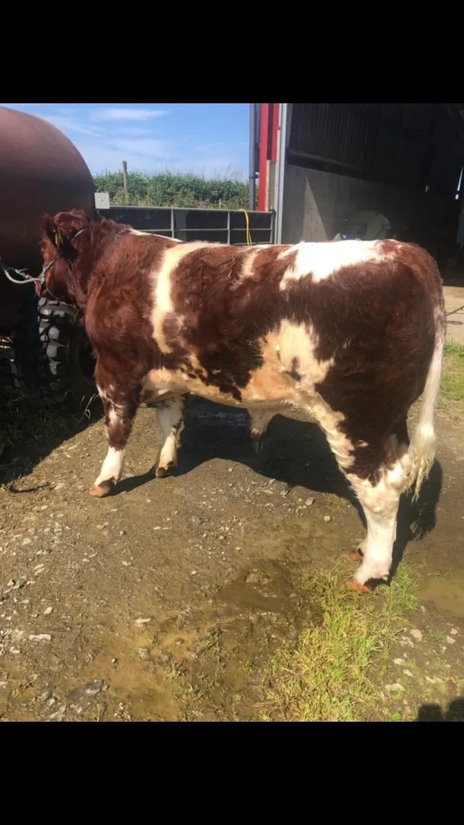 🔥Ai BB weanling bull for sale 🔥 - Image 3