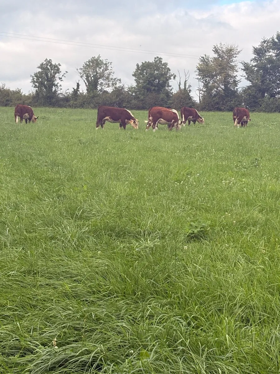 KYE HEREFORDS PBR HEREFORD HEIFERS - Image 1