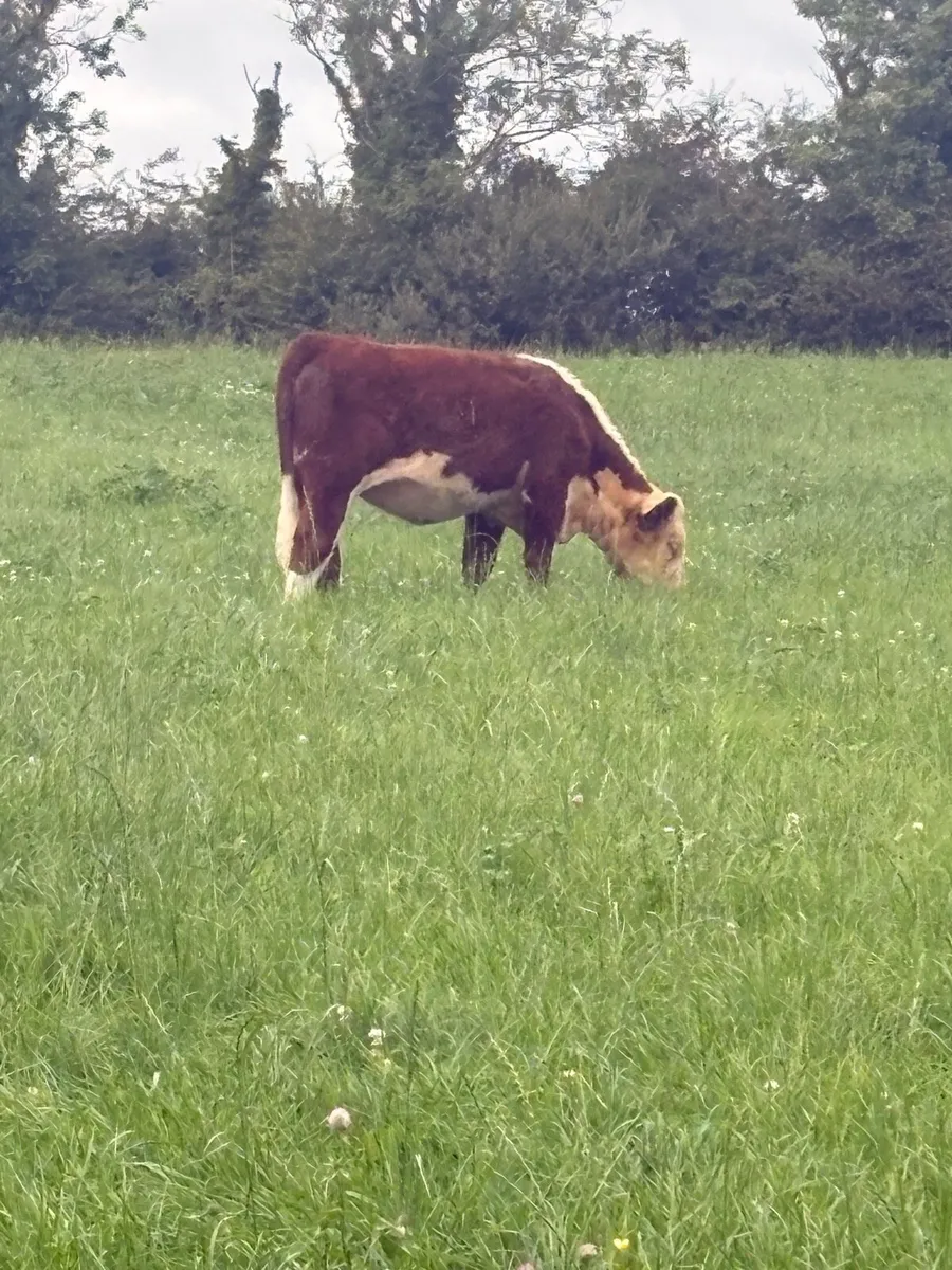 KYE HEREFORDS PBR HEREFORD HEIFERS - Image 3