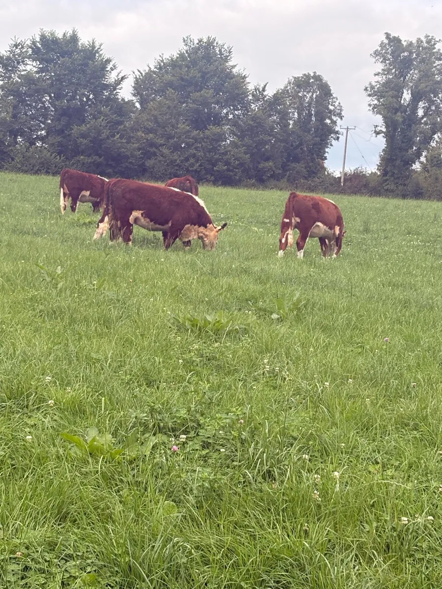KYE HEREFORDS PBR HEREFORD HEIFERS - Image 2