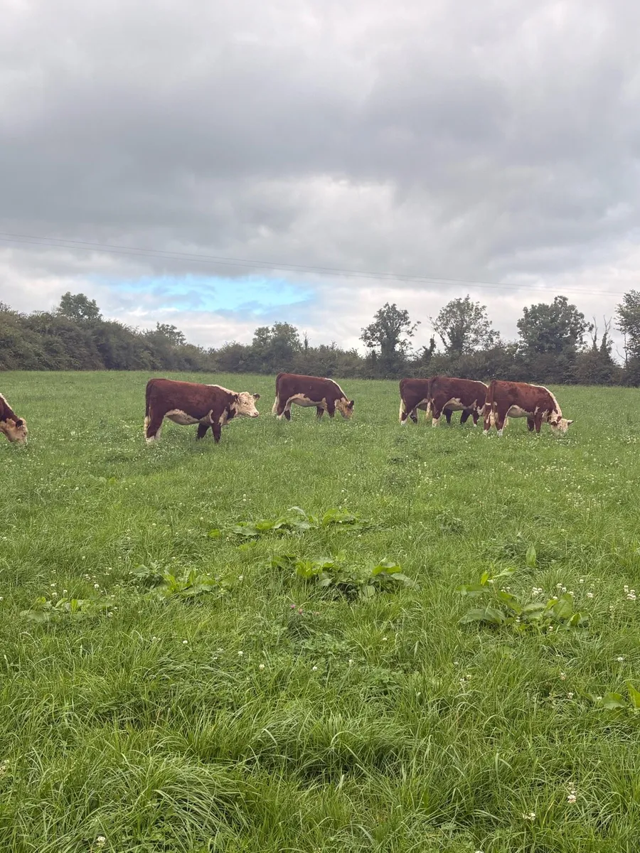 KYE HEREFORDS PBR HEREFORD HEIFERS - Image 4