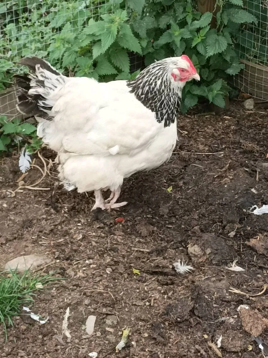 Poultry - Image 1