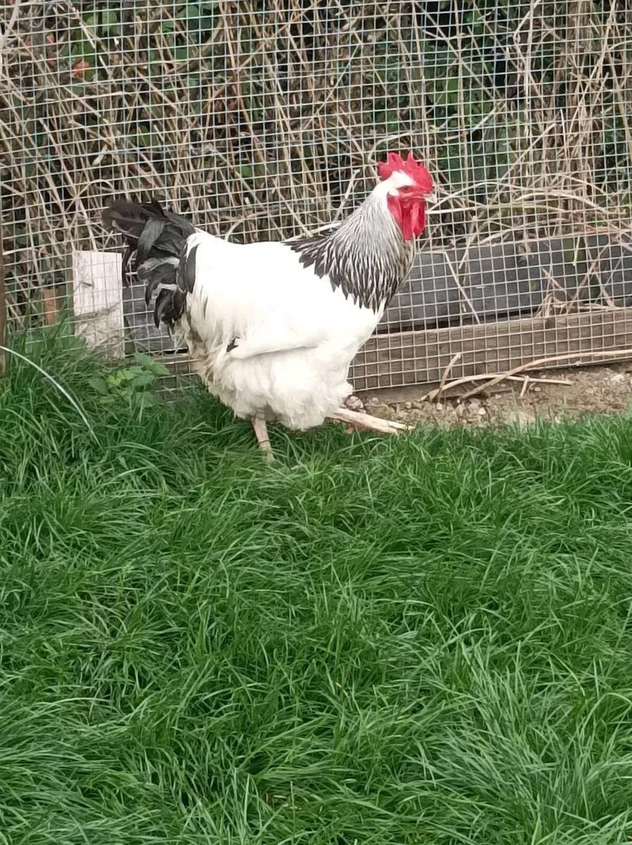 Poultry - Image 2