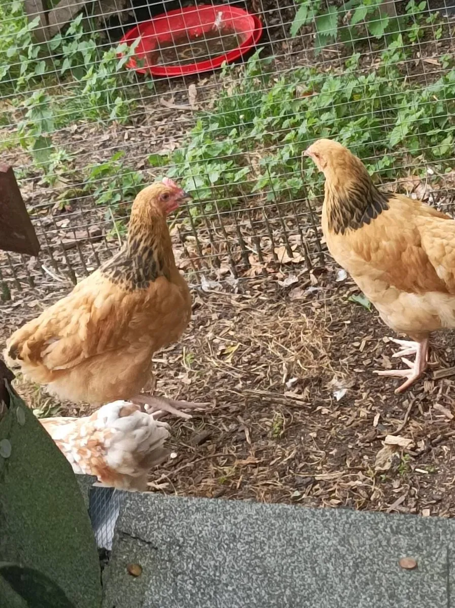 Poultry - Image 4