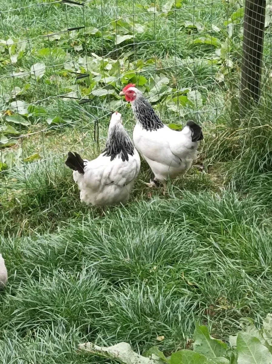 Poultry - Image 3