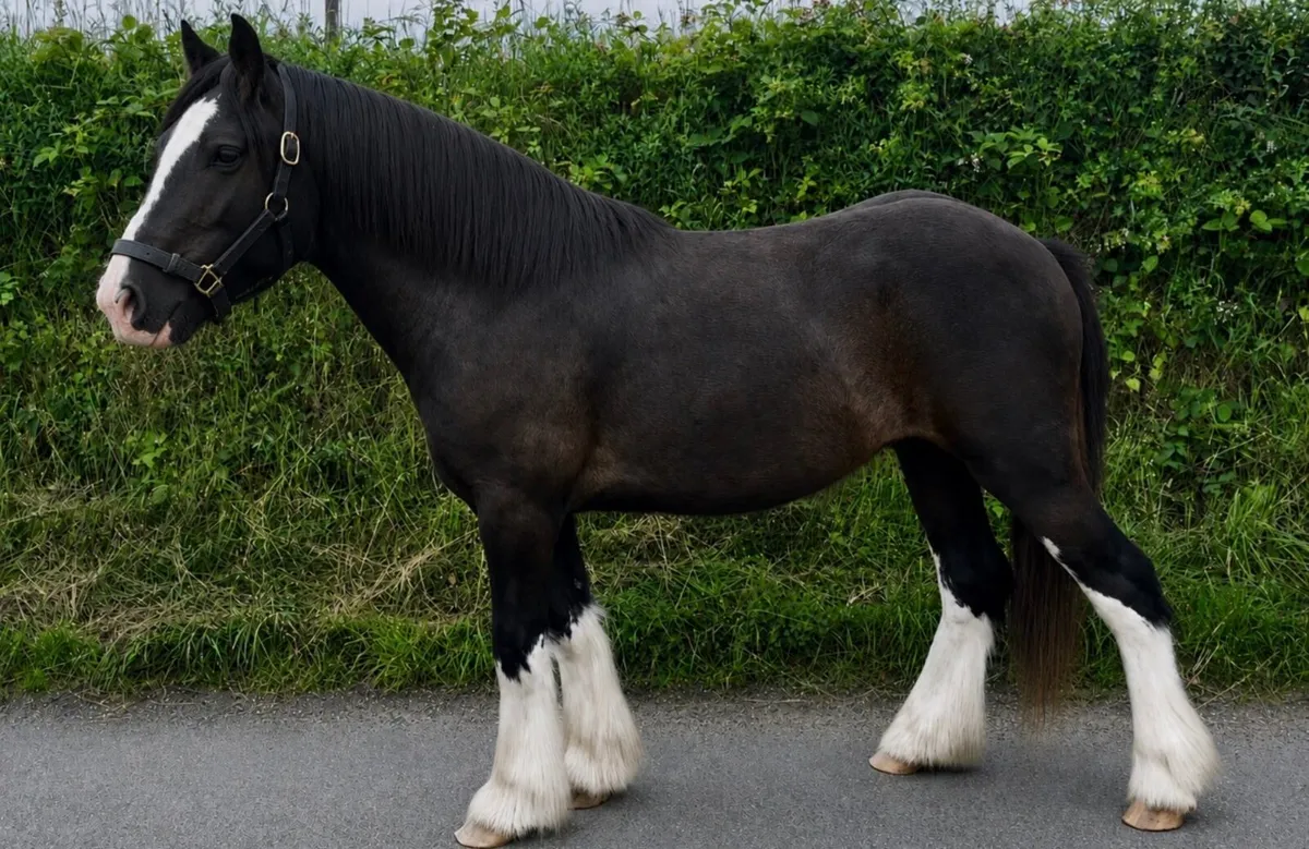 12hh Cob Gelding