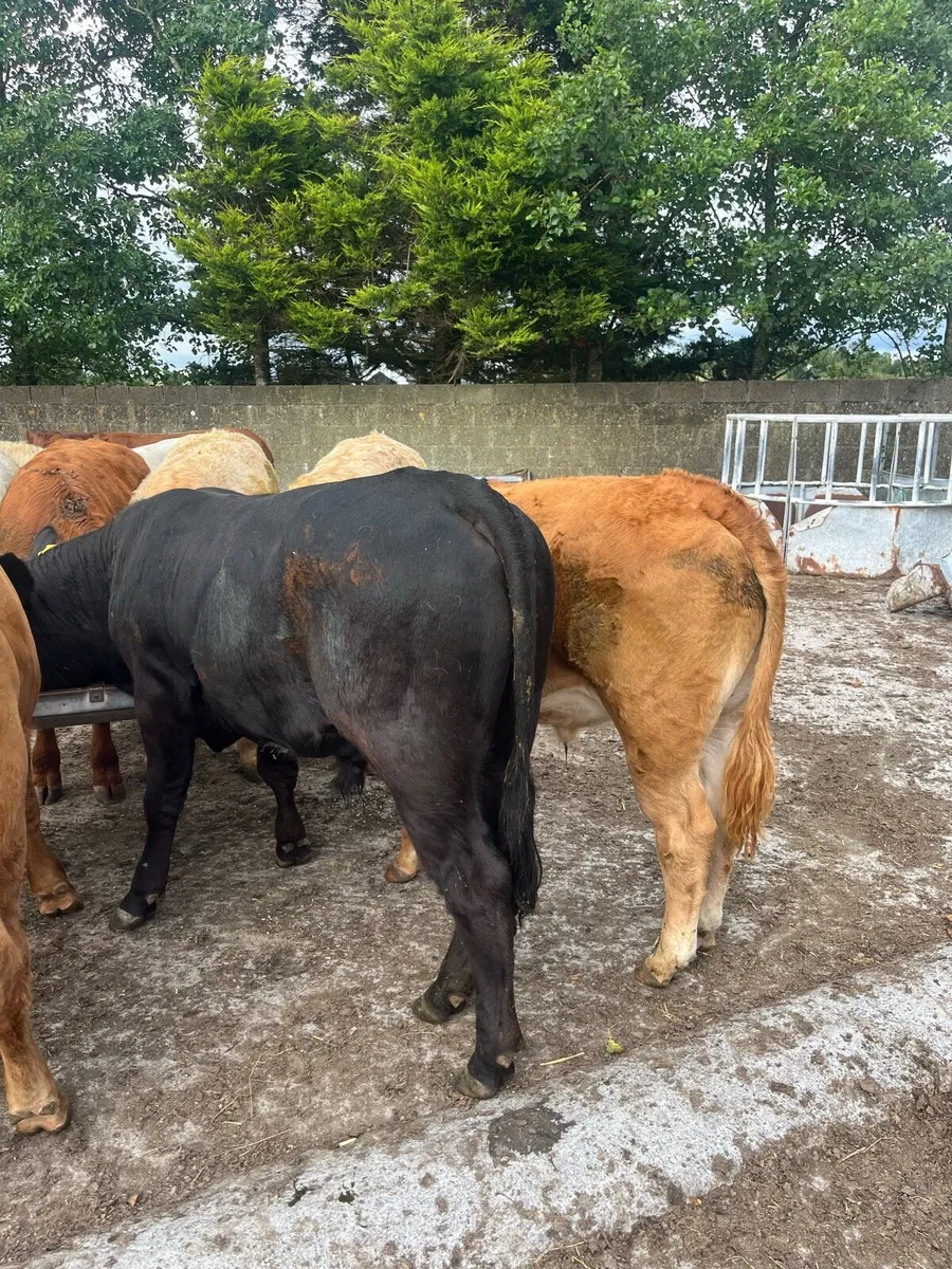 10 Bullocks - Image 3