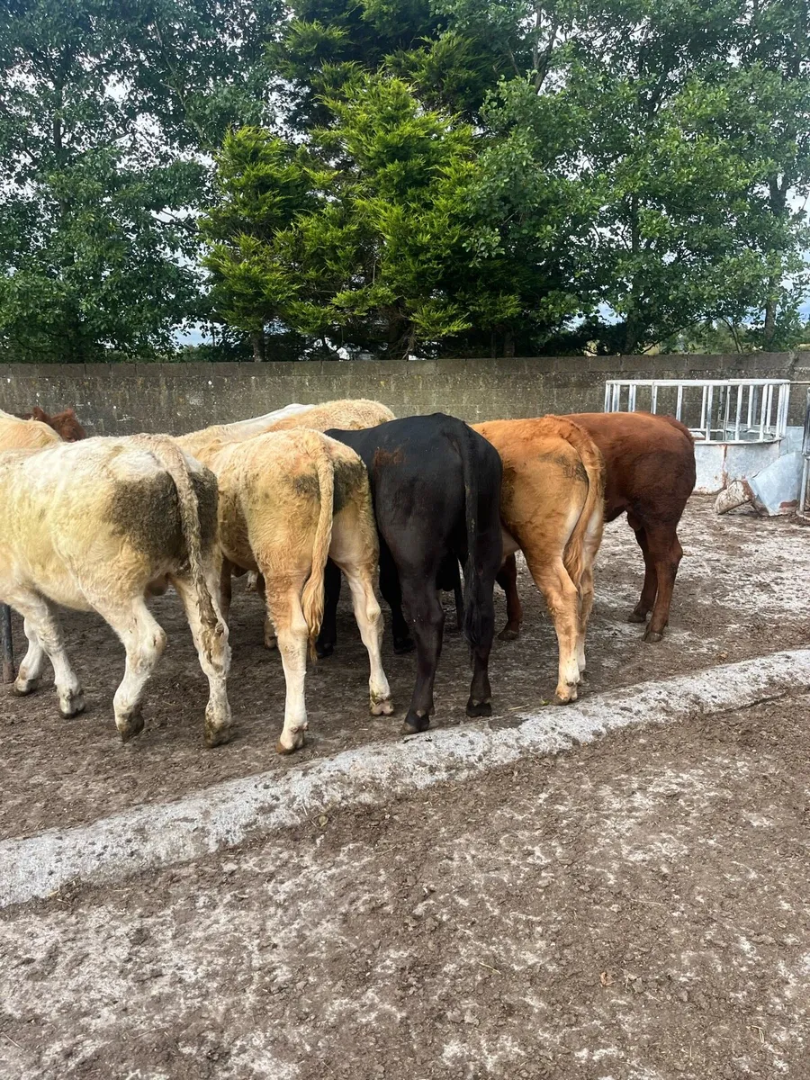 10 Bullocks - Image 4