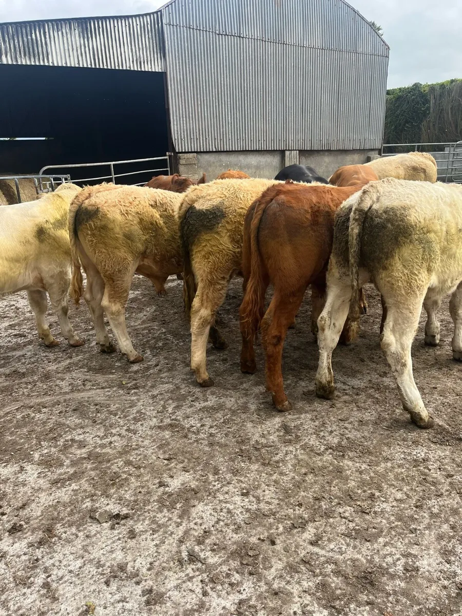 10 Bullocks - Image 1