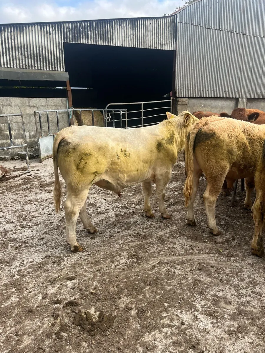10 Bullocks - Image 2