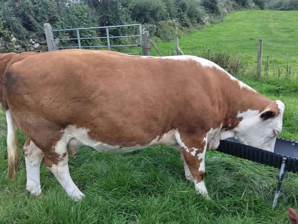 incalf cow  and calf - Image 2