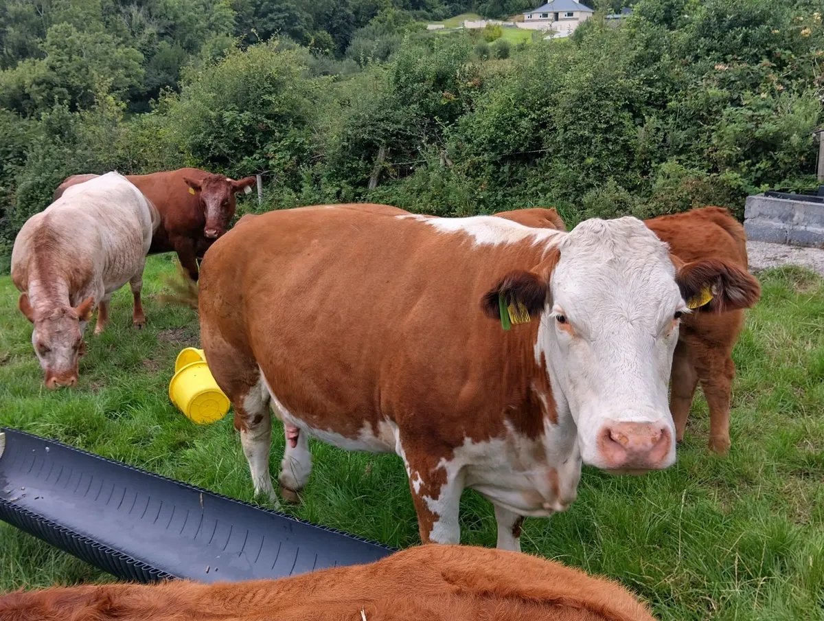 incalf cow  and calf - Image 4