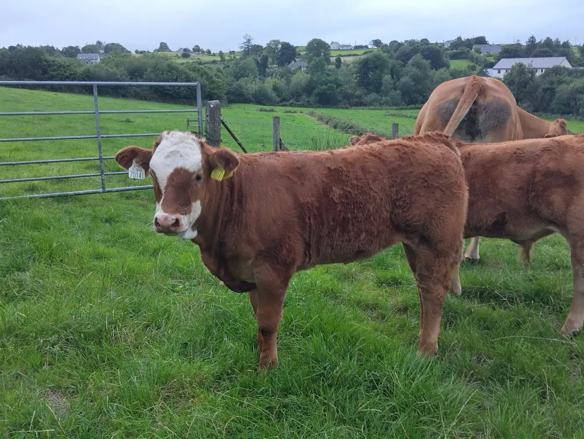 incalf cow  and calf - Image 3