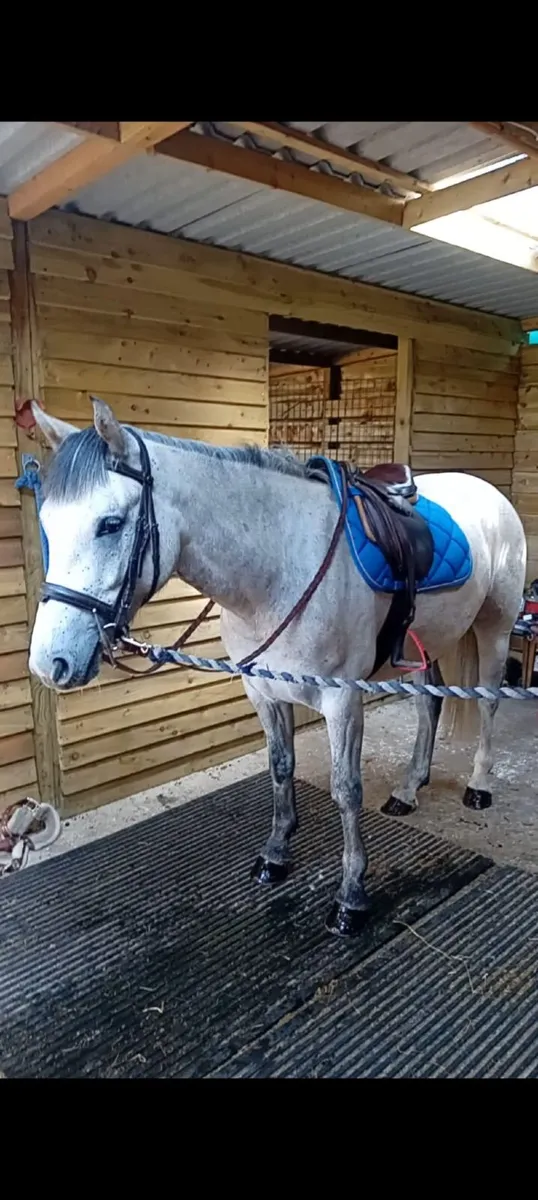 connemara pony - Image 1