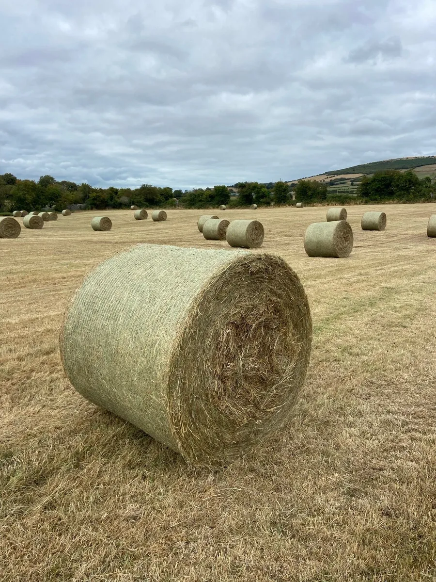 Hay - Image 1