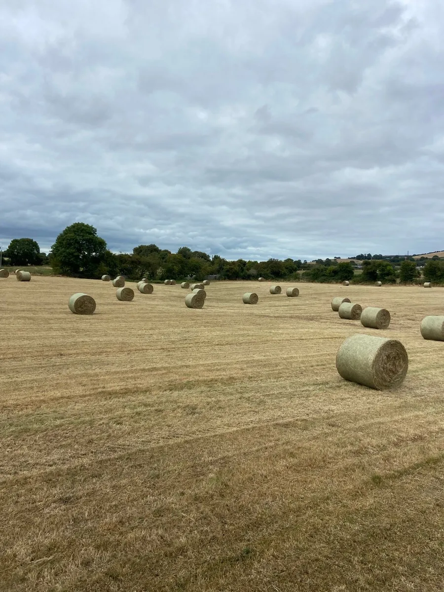 Hay - Image 2