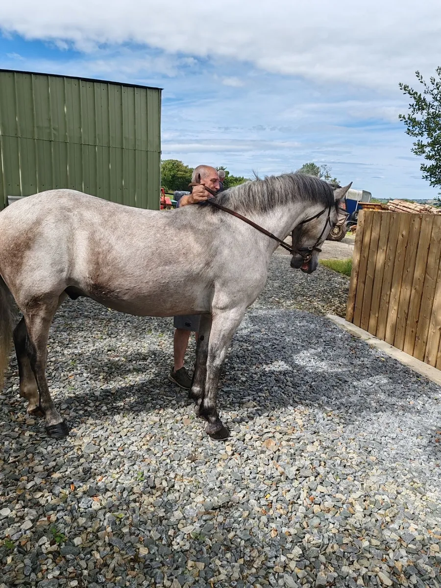 connemara pony - Image 2