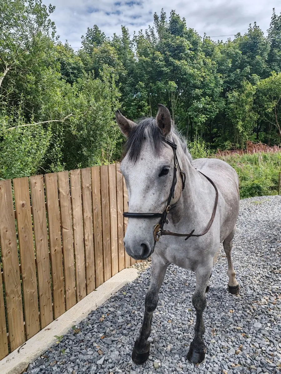 connemara pony - Image 3