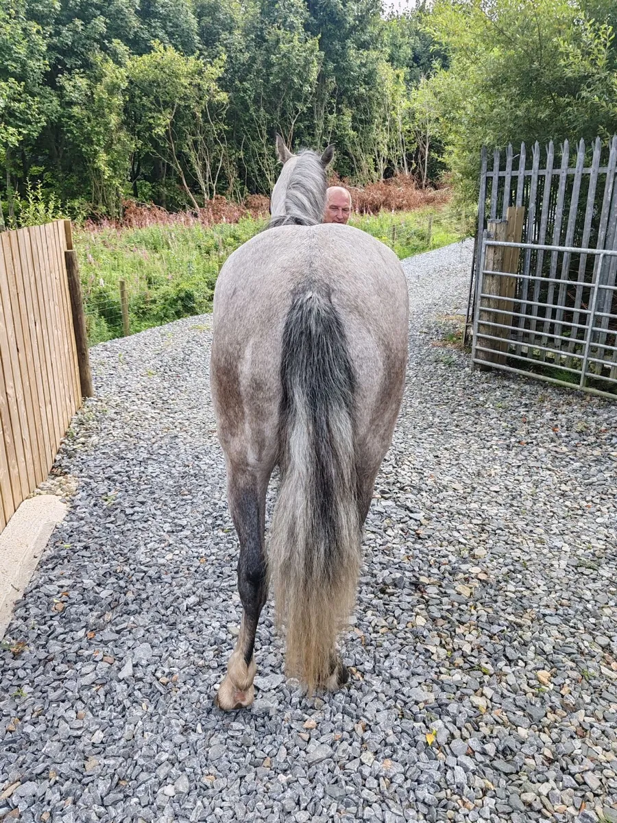 connemara pony - Image 4