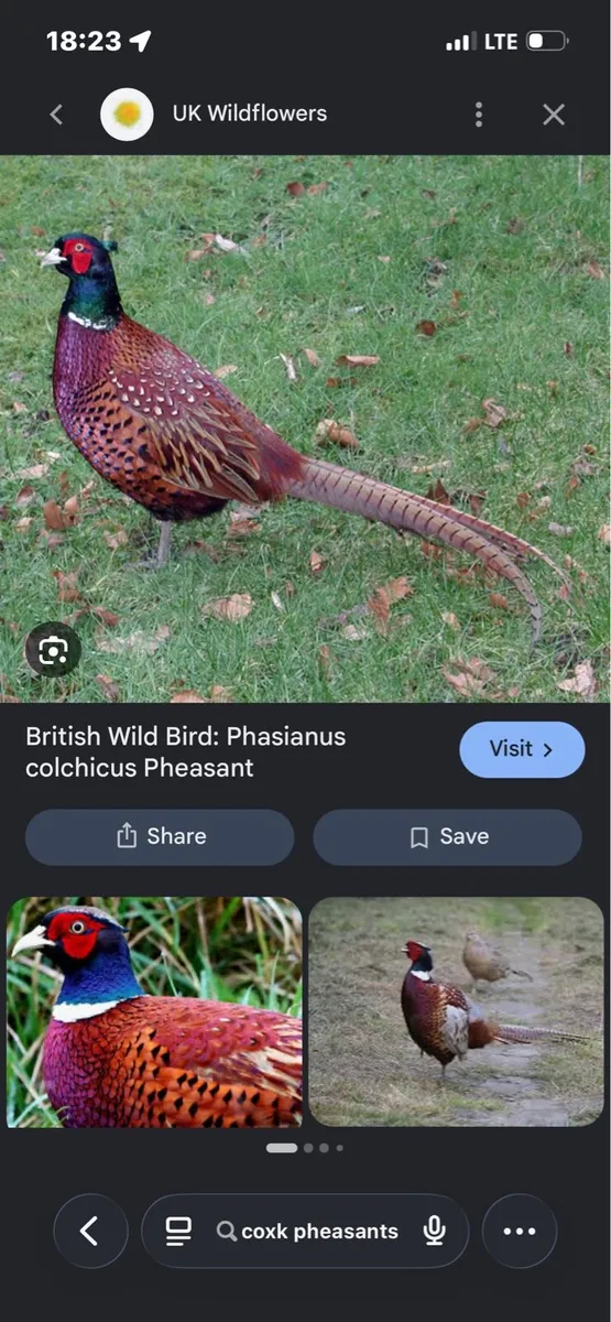 Pheasants