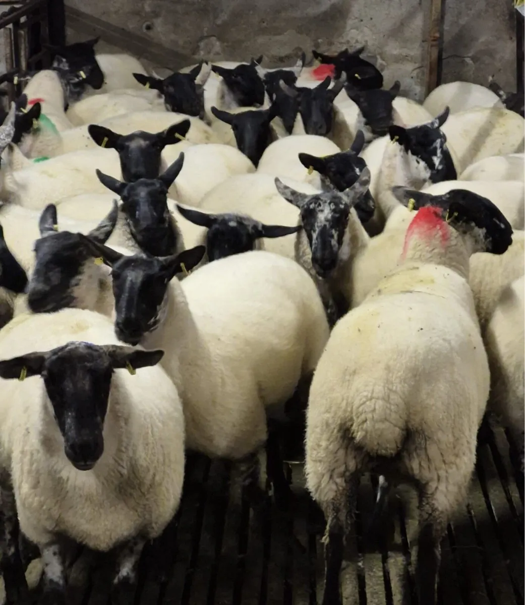 Coolaney Mart 15/8/26 - Image 1