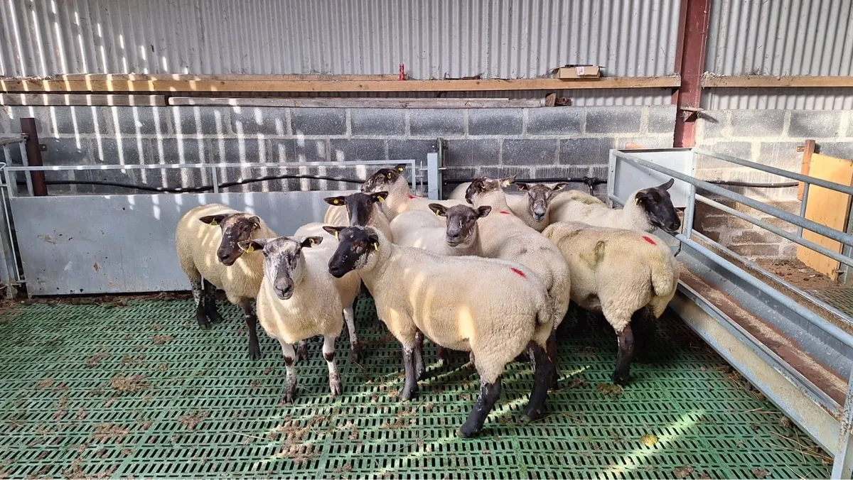 Coolaney Mart 15/8/26 - Image 4