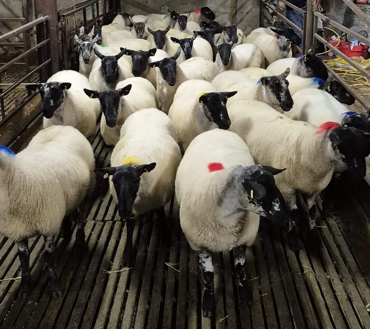 Coolaney Mart 15/8/26 - Image 3