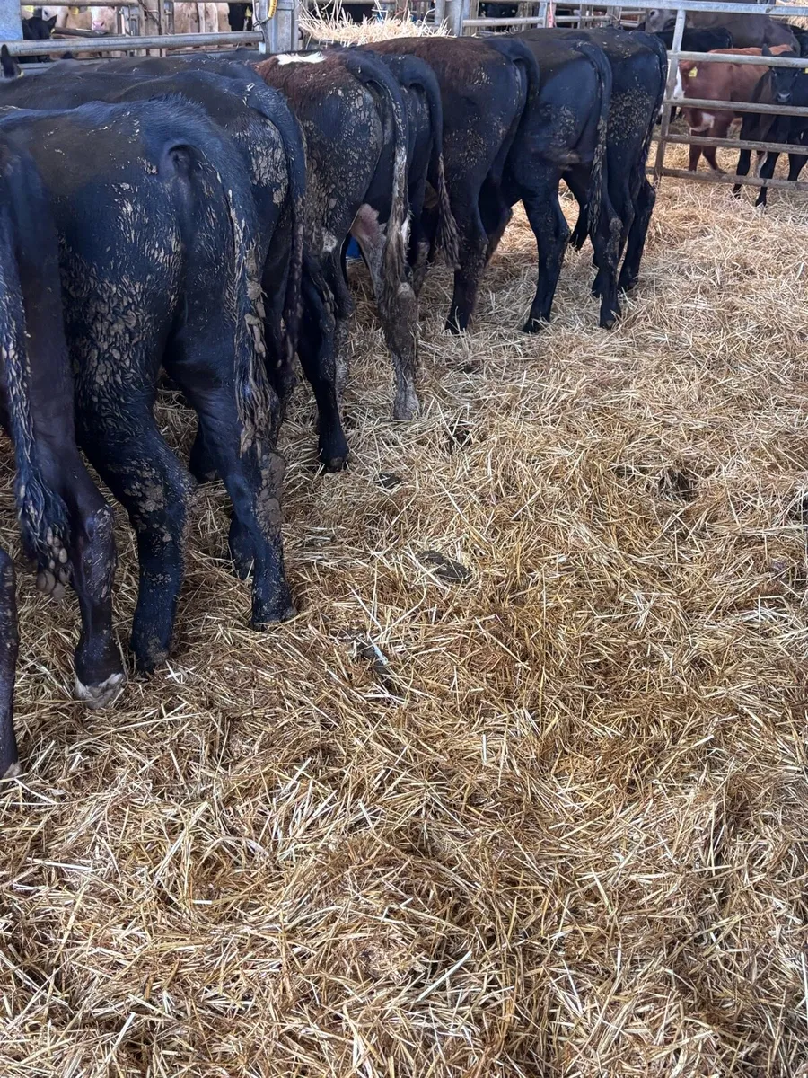12 Angus bull’s - Image 1