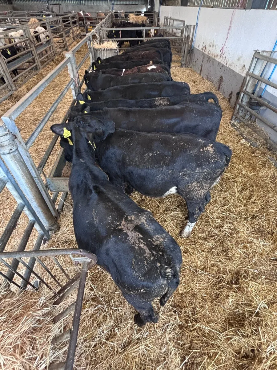 12 Angus bull’s - Image 3