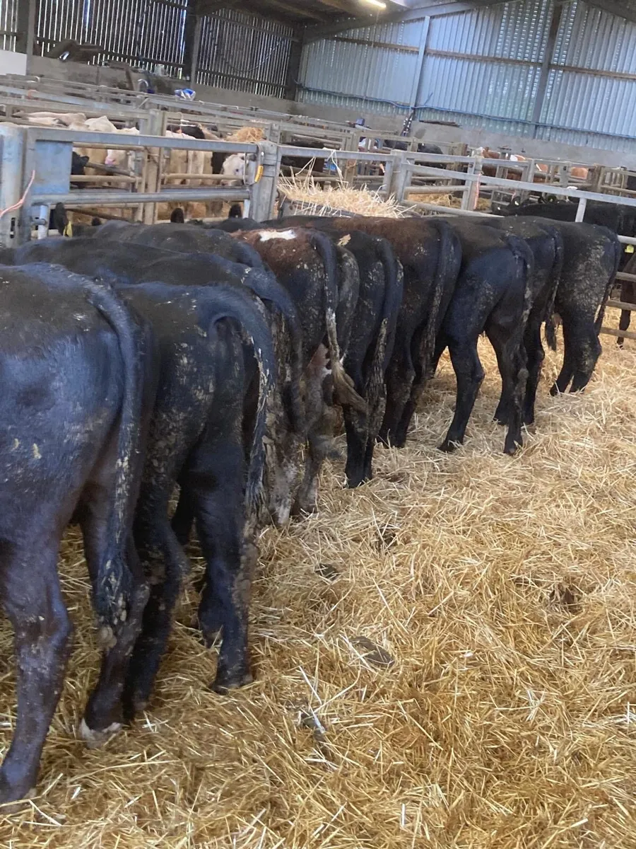 12 Angus bull’s - Image 4