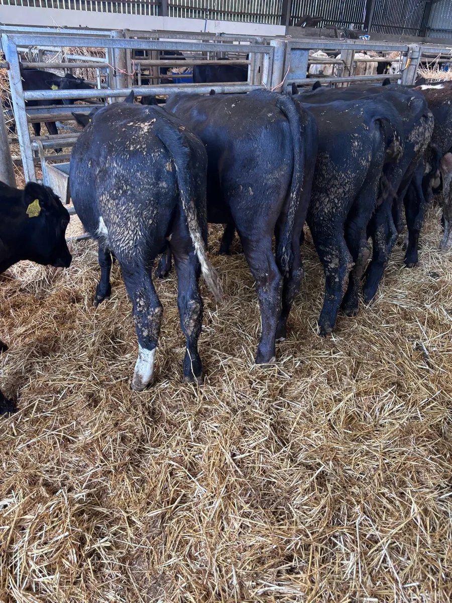12 Angus bull’s - Image 2